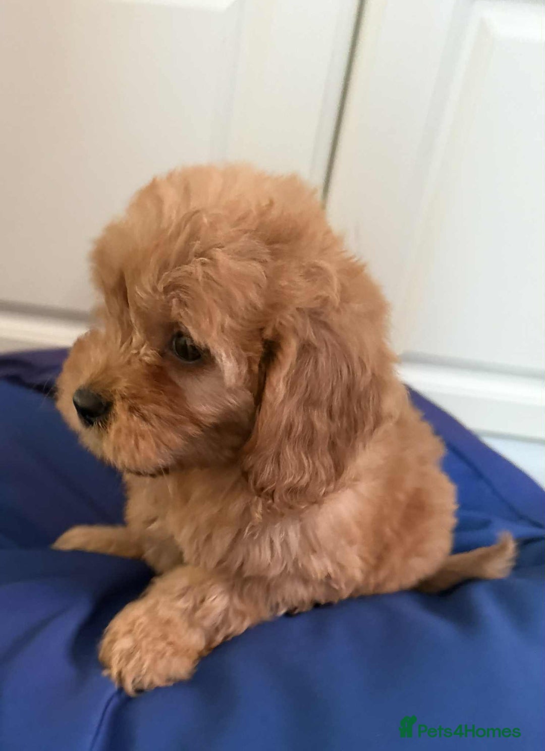 Cockapoo dogs for sale: Ready to beautiful cockapoo puppies  - Advert 22
