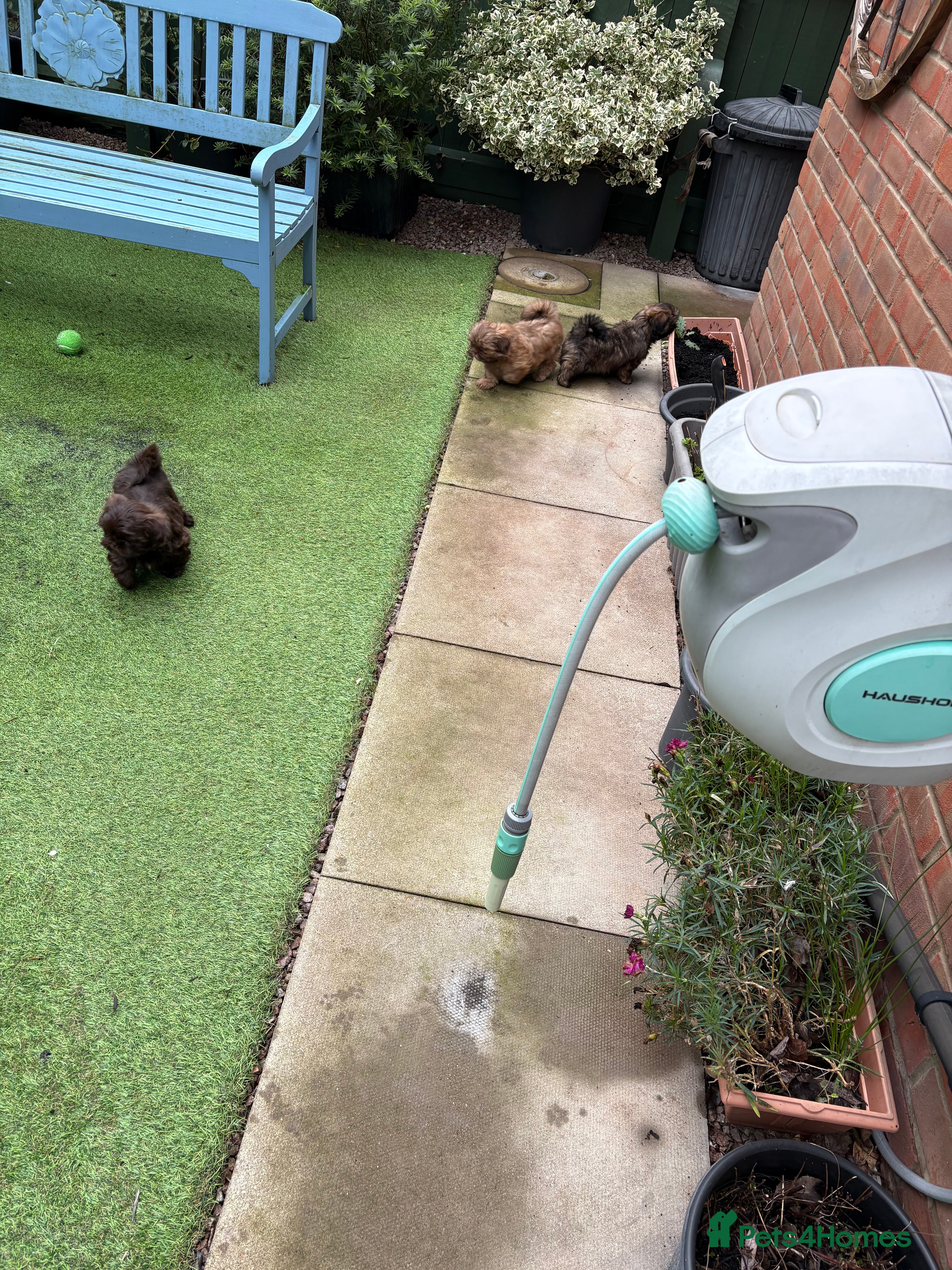 Shih Tzu dogs Karashishi shih tzu Ready Now - Advert 13