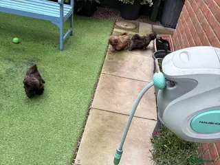 Shih Tzu dogs Karashishi shih tzu Ready Now - Advert 13