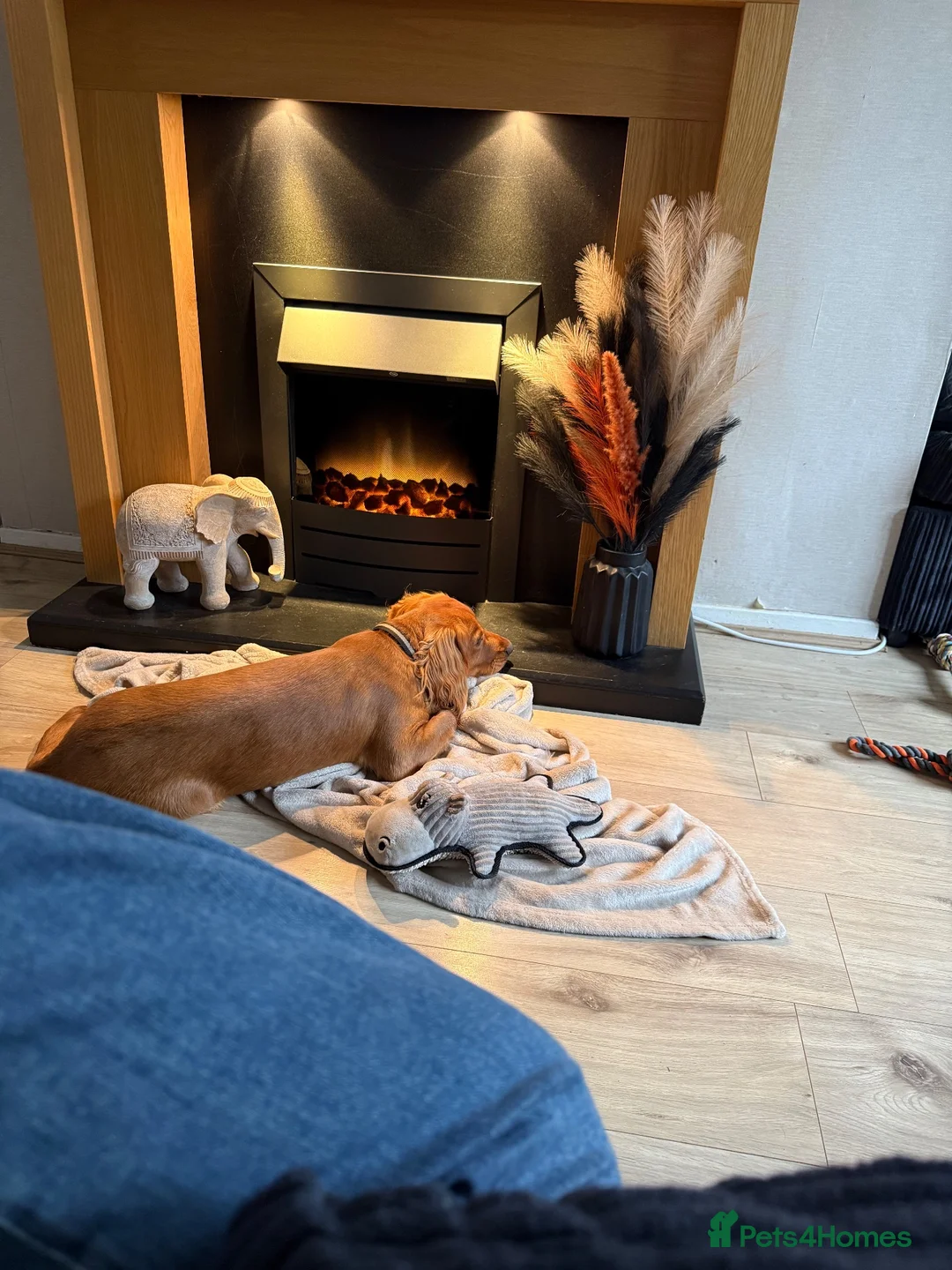 Cocker Spaniel dogs for sale: Teddy  - Advert 2
