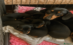 Miniature Dachshund dogs for sale: Miniature smooth haired Dachshunds  - Image 7