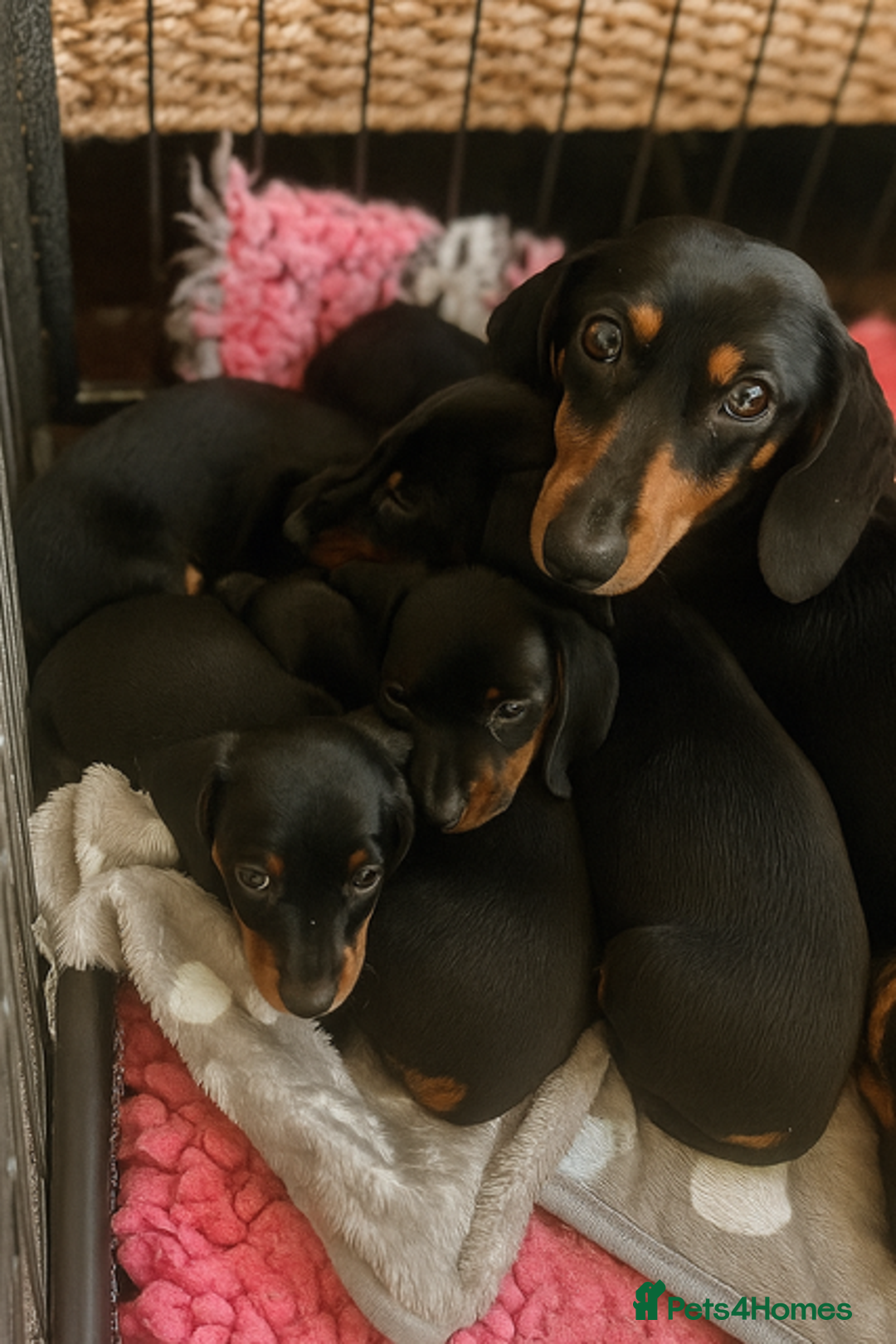 Miniature Dachshund dogs for sale: Miniature smooth haired Dachshunds  - Image 7