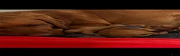 Labrador Retriever dogs for sale: EXCEPTIONAL KC reg DARK FOX RED LABRADOR PUPS - Advert 8