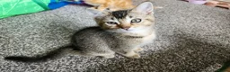 British Shorthair cats for sale: Twin Kittens - Advert 2