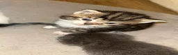 Mixed Breed cats for sale: 5 kittens  - Advert 3