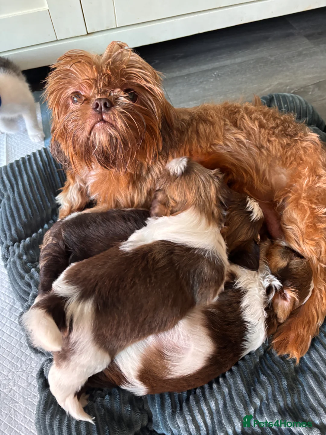 Shih Tzu dogs for sale: 3 gorgeous Shih Tzu puppies.  - Advert 1