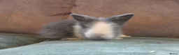 Lionhead rabbits for sale: Smokey double main lionhead  - Advert 14