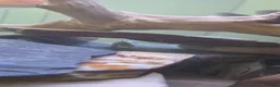 Other/Mixed Breed fish for sale: Various Fish For Sale. List&price in description. - Advert 11