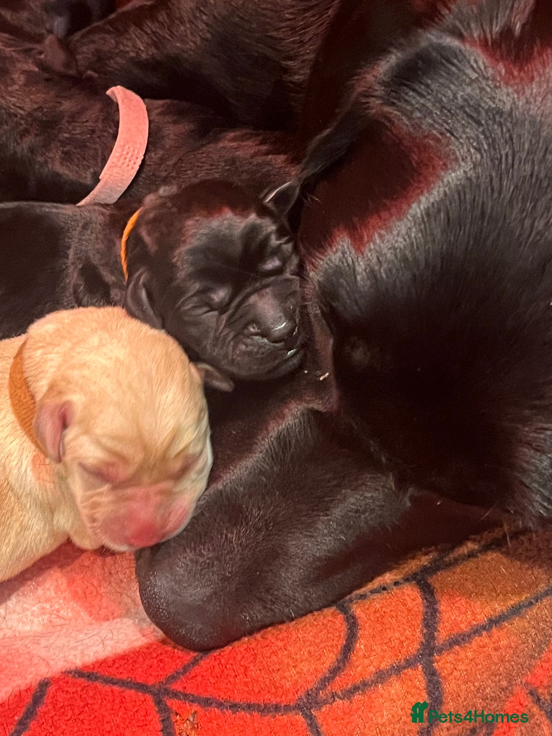Labrador Retriever dogs for sale: KC Reg Labrador puppies  - Advert 4