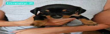 Jackshund 2