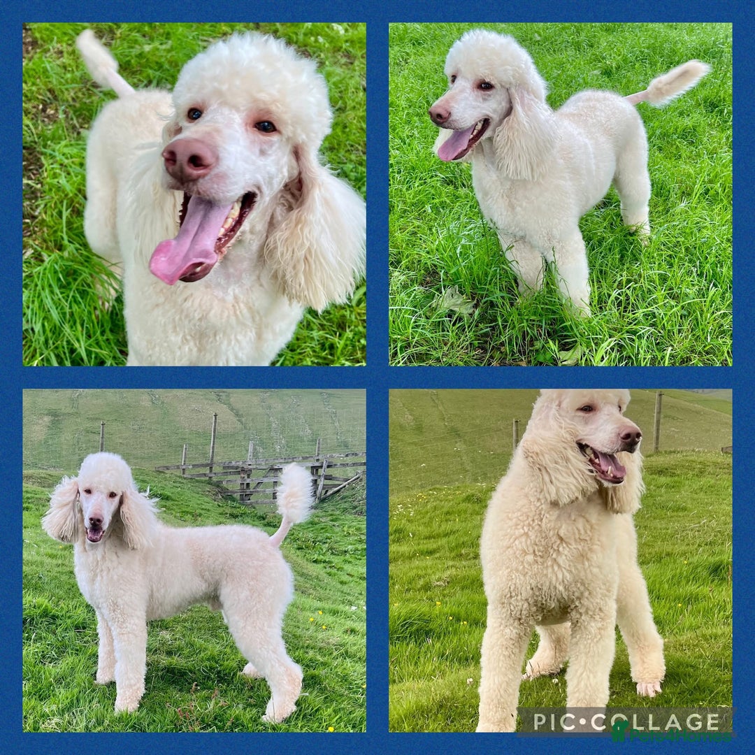 Labradoodle dogs for sale: 1st generation standard size labradoodles - Advert 11