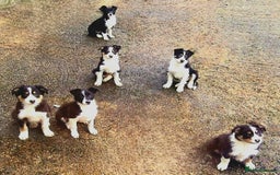 Border Collie dogs for sale: Collie pups for sale  - Advert 1