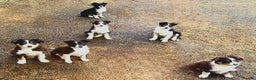 Border Collie dogs for sale: Collie pups for sale  - Advert 1