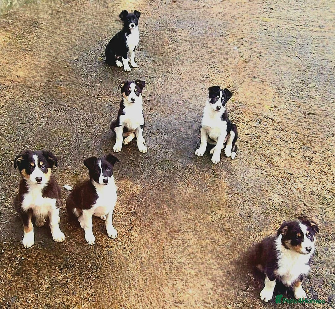 Border Collie dogs for sale: Collie pups for sale  - Advert 1
