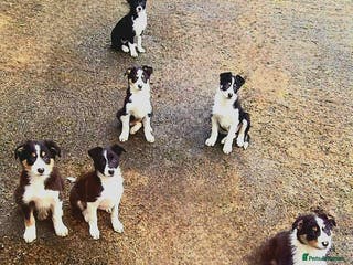 Border Collie dogs Collie pups for sale - Advert 2