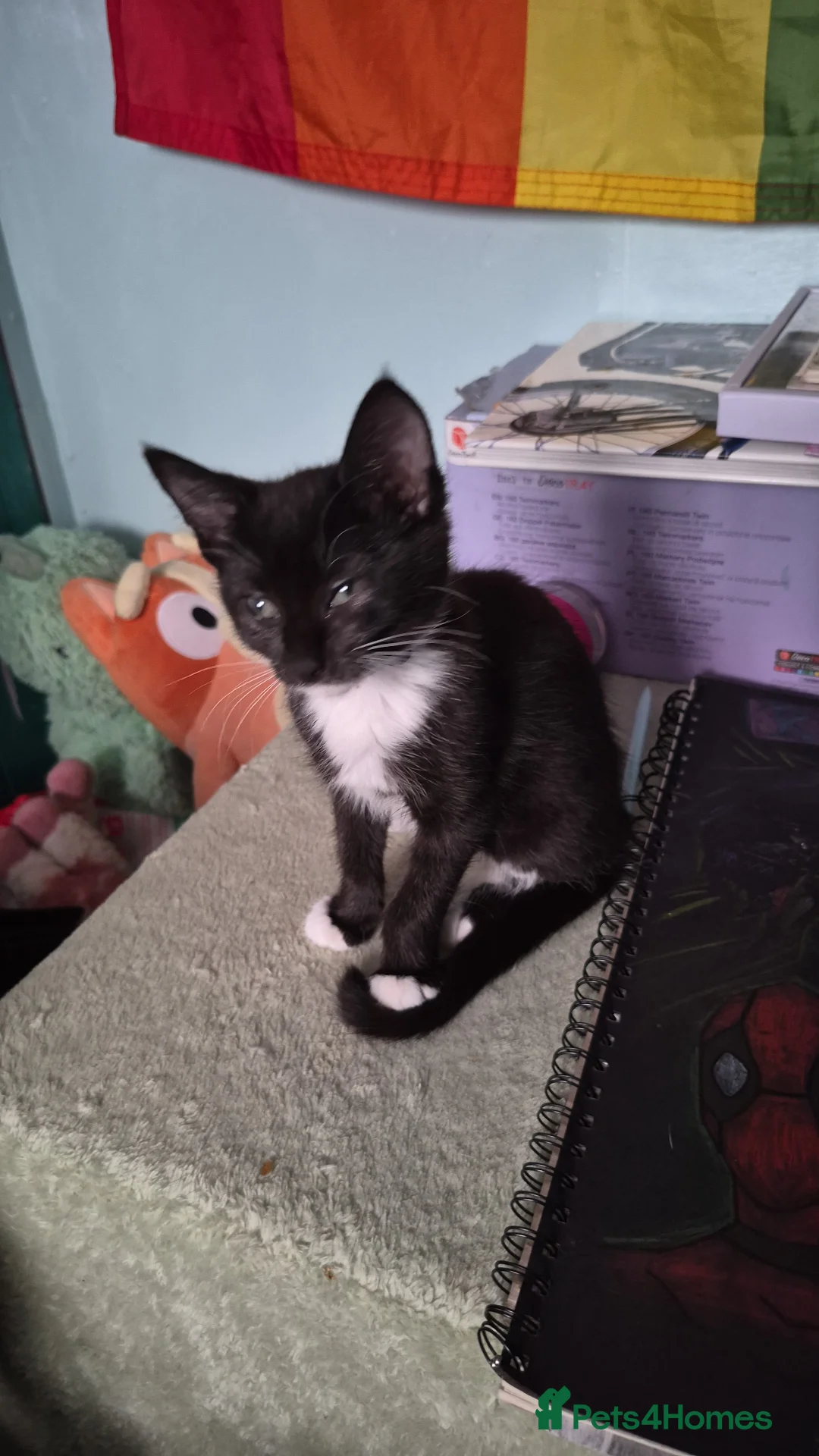 Mixed Breed cats for sale: 3 beautiful  kittens  more than reddish  to go in Exeter - Advert 11