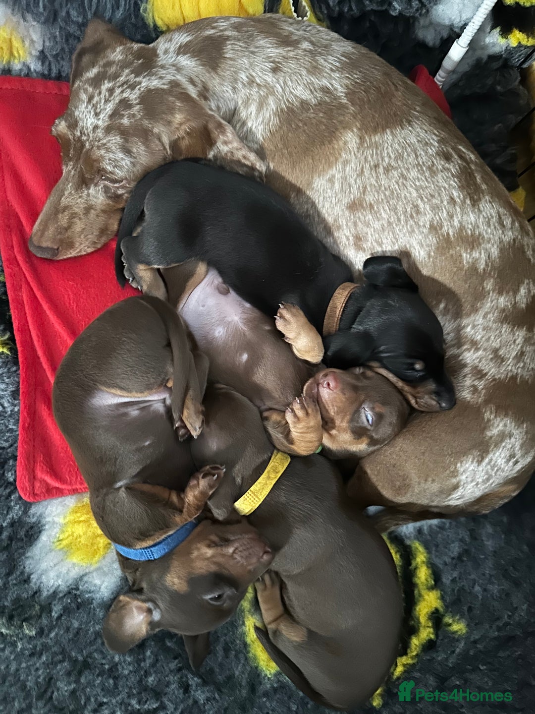 Miniature Dachshund dogs for sale: Miniature Dachshunds  - Image 26