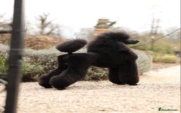 Standard Poodle dogs for stud: Champion male for stud - Image 3