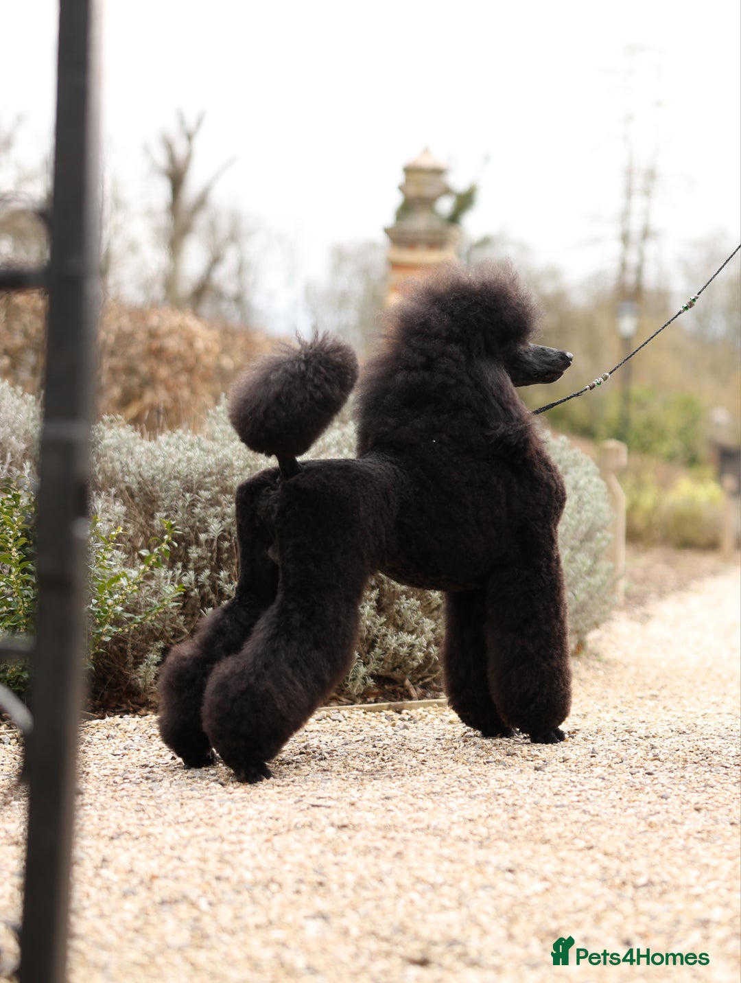 Standard Poodle dogs for stud: Champion male for stud - Image 3