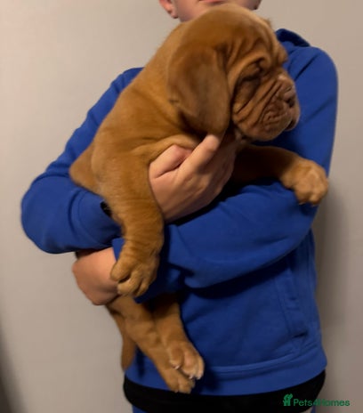 Dogue De Bordeaux dogs Outstanding Chunky KC DDB Puppies - Advert 2