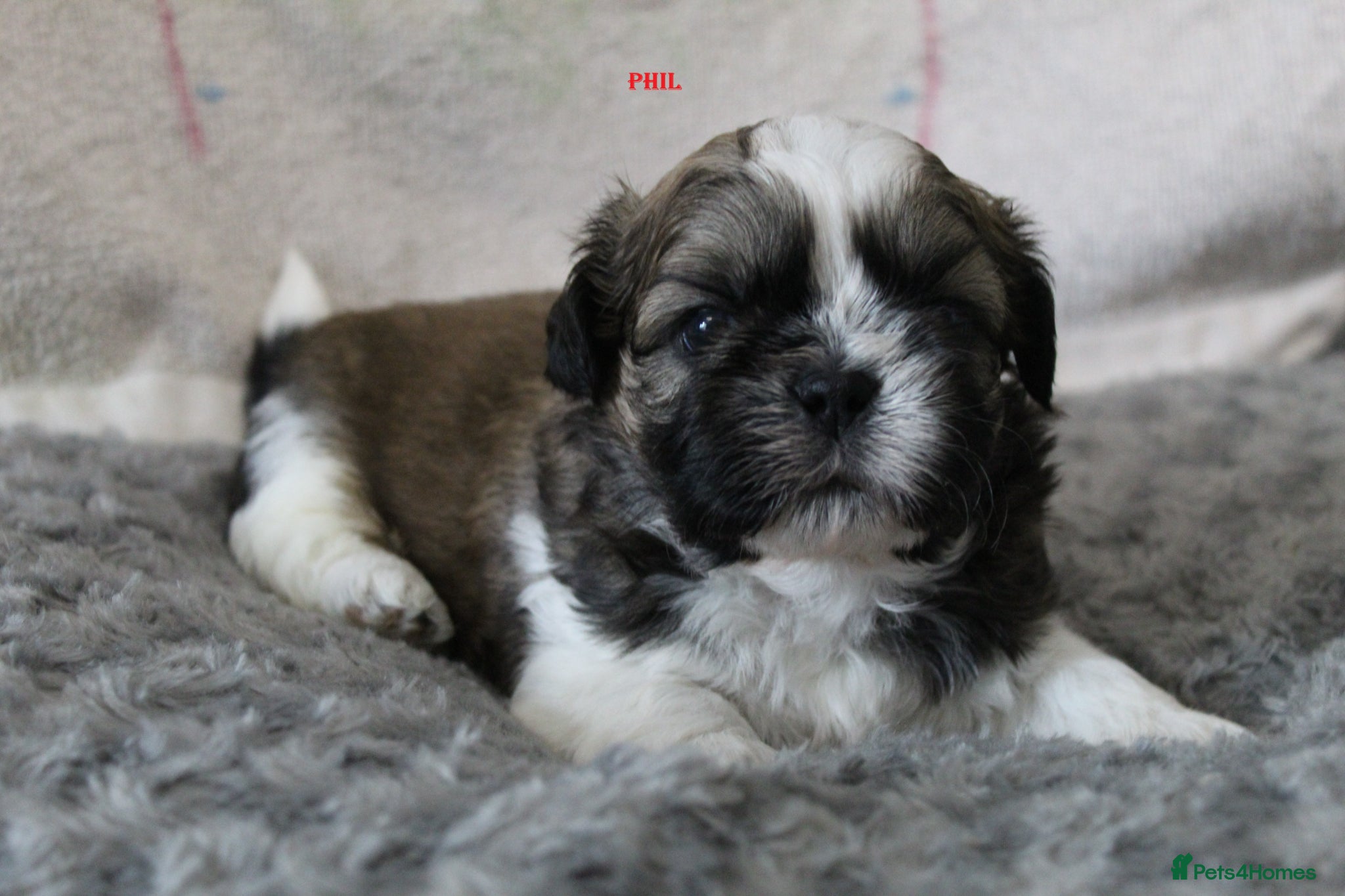 Shih Tzu dogs KC reg CUTE SHIH TZU BOY PUPPIES - Advert 1