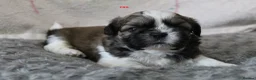 Shih Tzu dogs for sale: KC reg CUTE SHIH TZU BOY PUPPIES - Advert 9