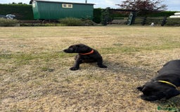 Labrador Retriever dogs for sale: Beautiful KC Registered Labrador Puppies - Image 1