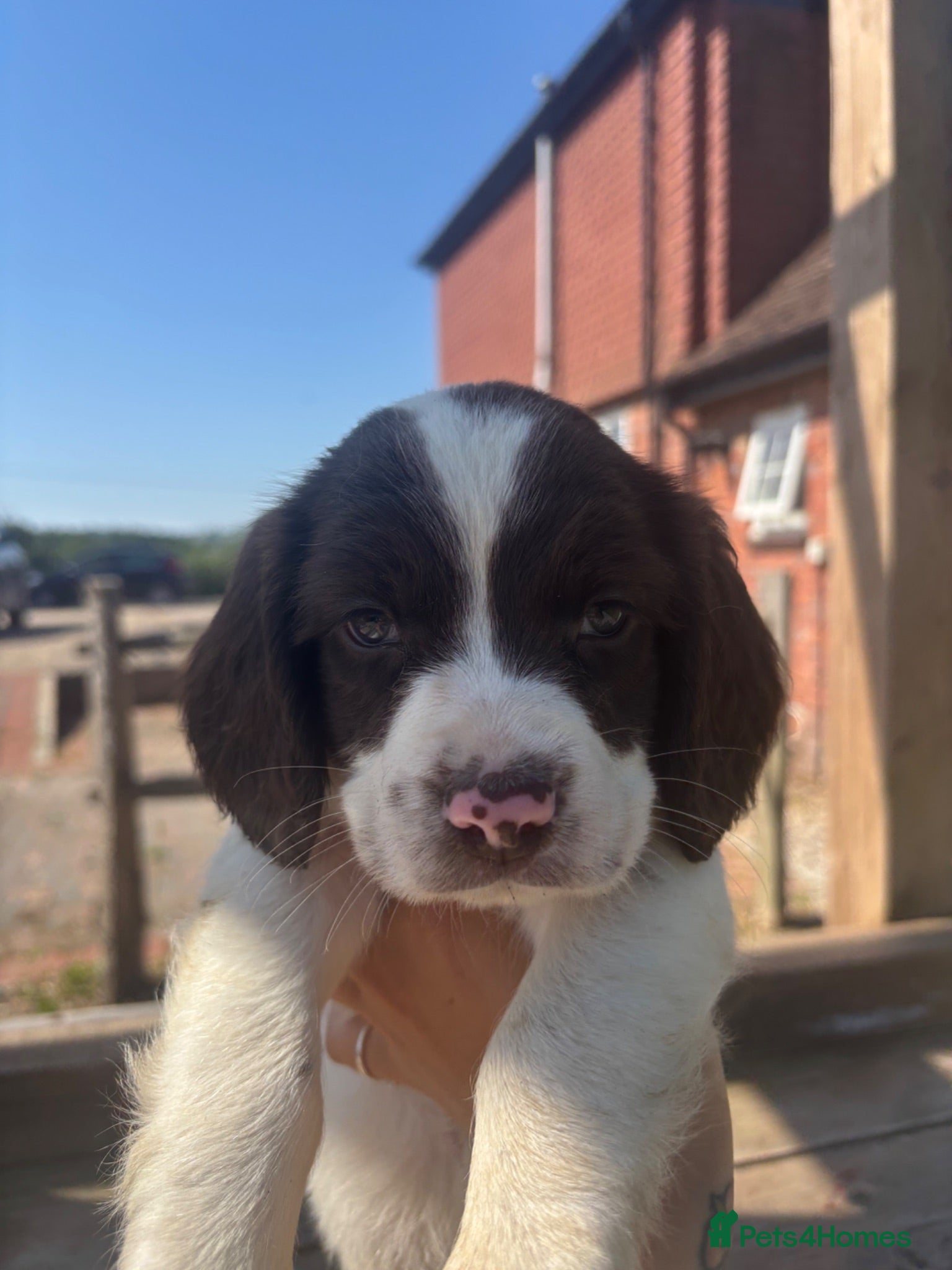 English Springer Spaniel dogs Working Pure Springer Spaniel Puppies  - Advert 9