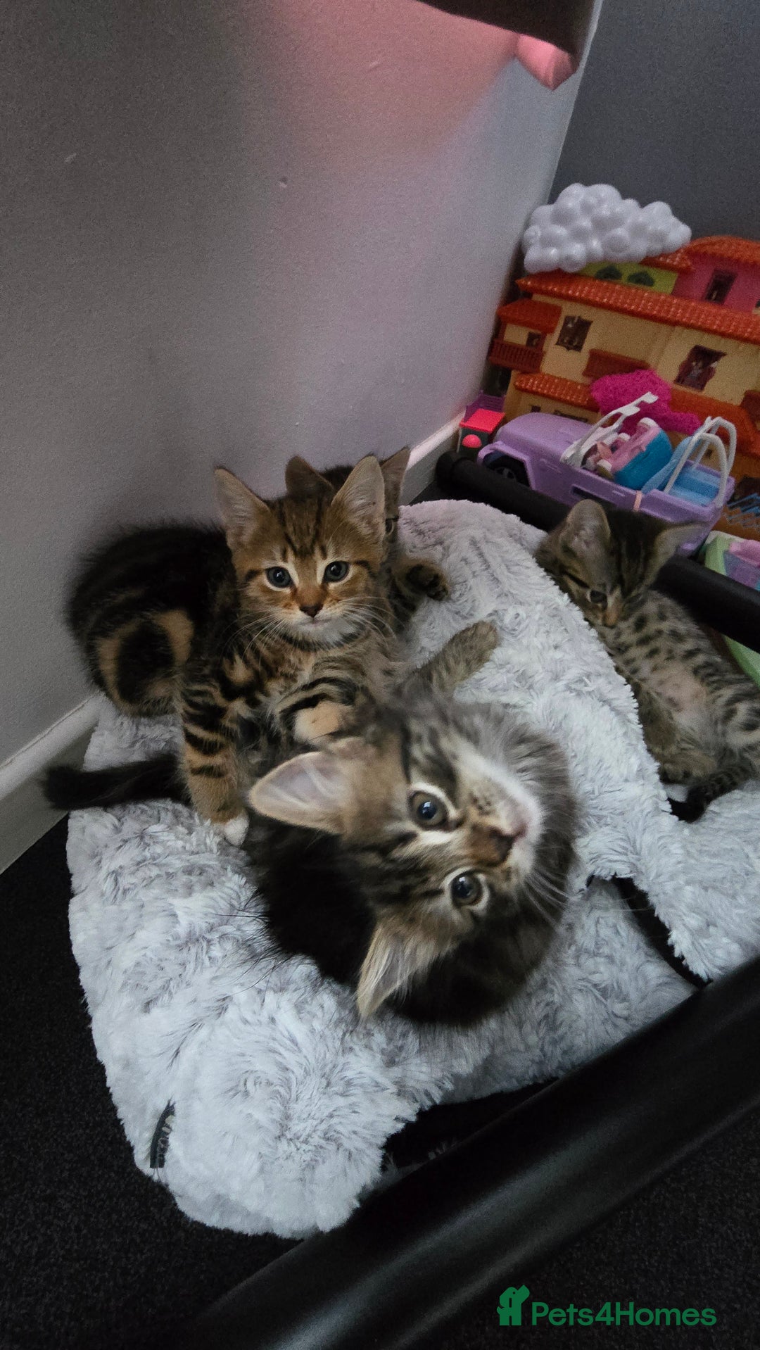 Mixed Breed cats for sale: 5 Kittens for sale - Image 37