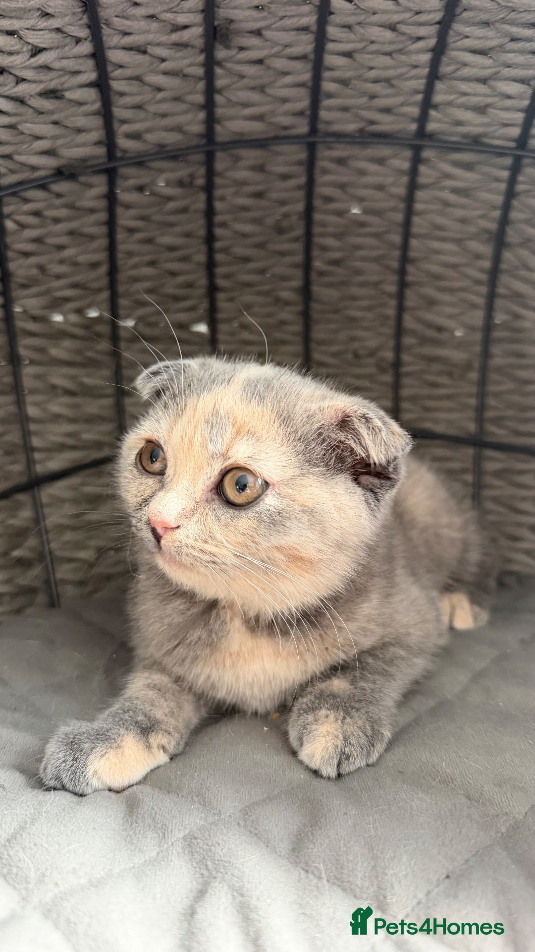 Scottish Fold cats Sweet Scottish fold kittens ready for best family  - Advert 2