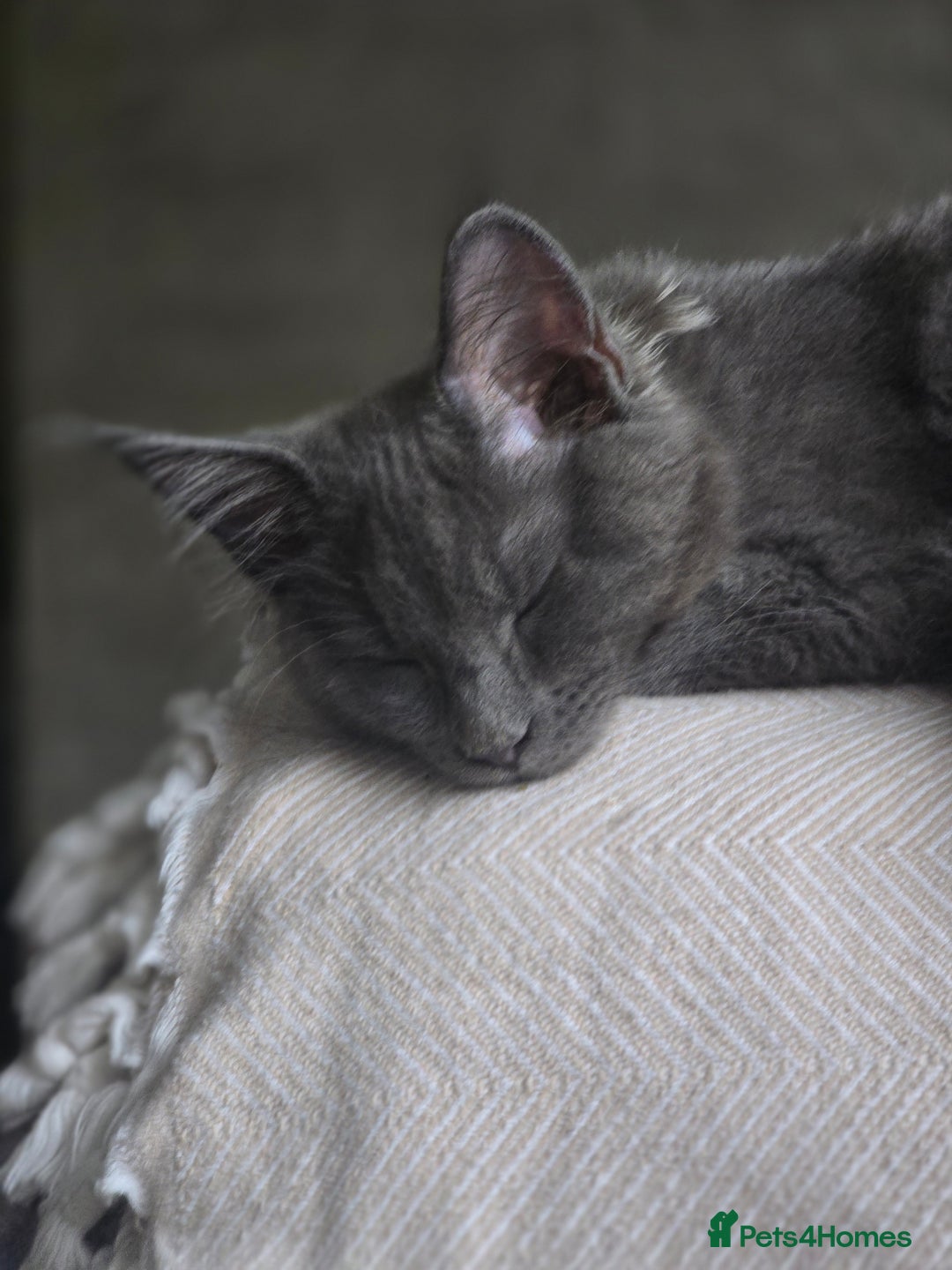 Maine Coon cats for sale: Blue Beautiful baby Milo  - Advert 8