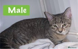 Mixed Breed cats for sale: Beautiful kittens Ready now Open to offers  in Chester - Image 20