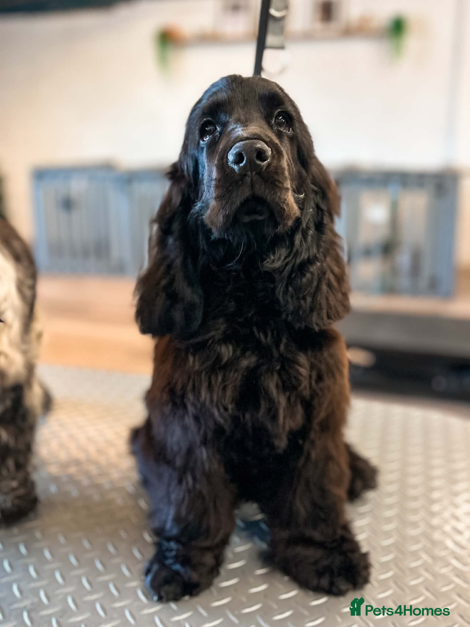 Cocker Spaniel dogs Beautiful Show Cocker Spaniel Puppy - Advert 3