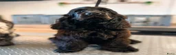 Cocker Spaniel dogs for sale: Beautiful Show Cocker Spaniel Puppy - Advert 1