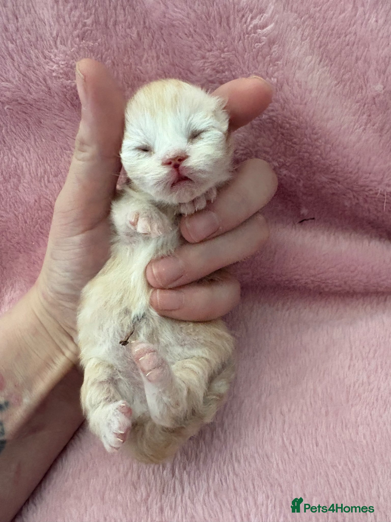 Munchkin cats Two stunning red silver male munchkins  - Advert 1