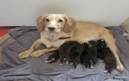 Cocker Spaniel dogs for sale: READY NOW 1/2 show 1/2 working cocker spaniel pups - Image 7