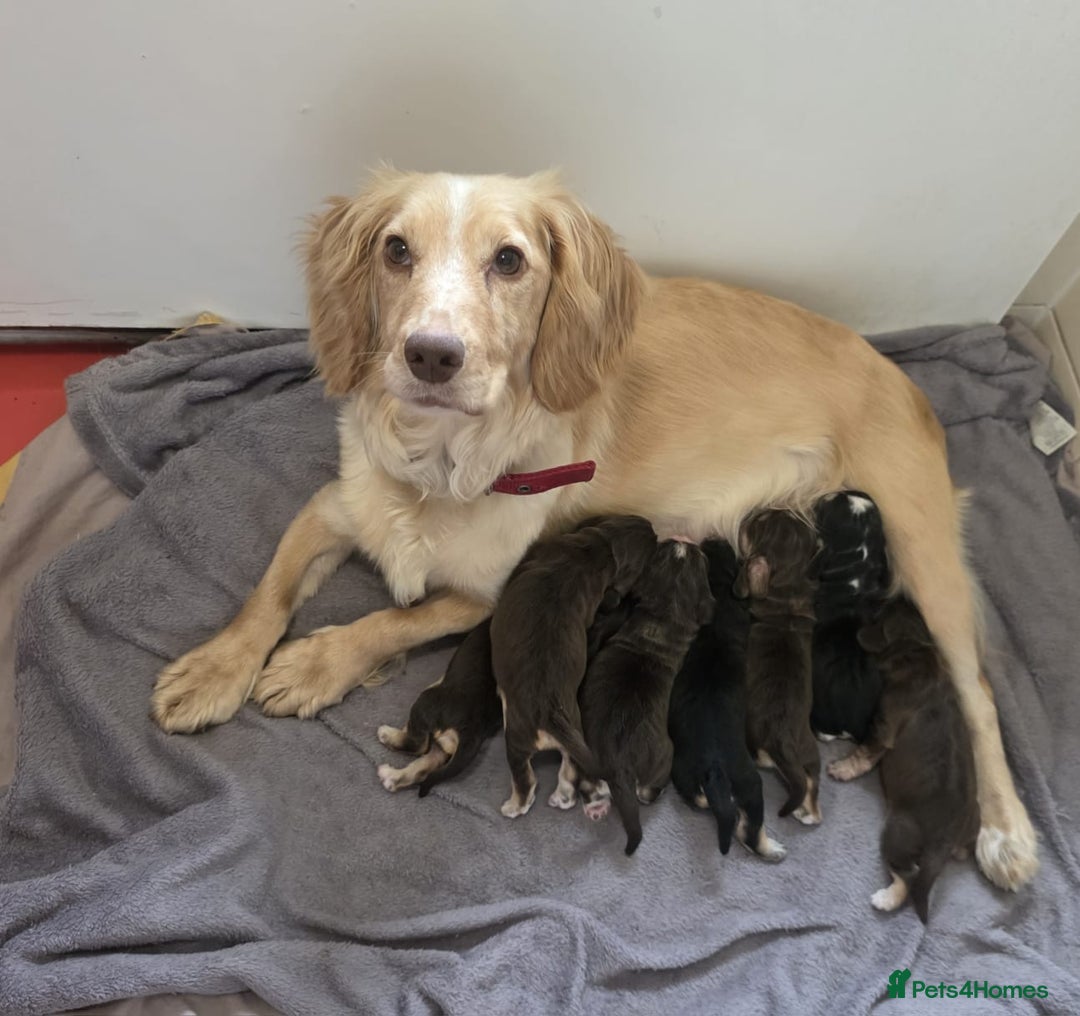 Cocker Spaniel dogs for sale: READY NOW 1/2 show 1/2 working cocker spaniel pups - Image 7