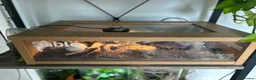 Snake reptiles for sale: Stunning superconda hognose snake male with viv - Advert 4