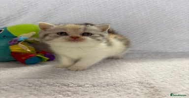 British Shorthair cats - Advert 6