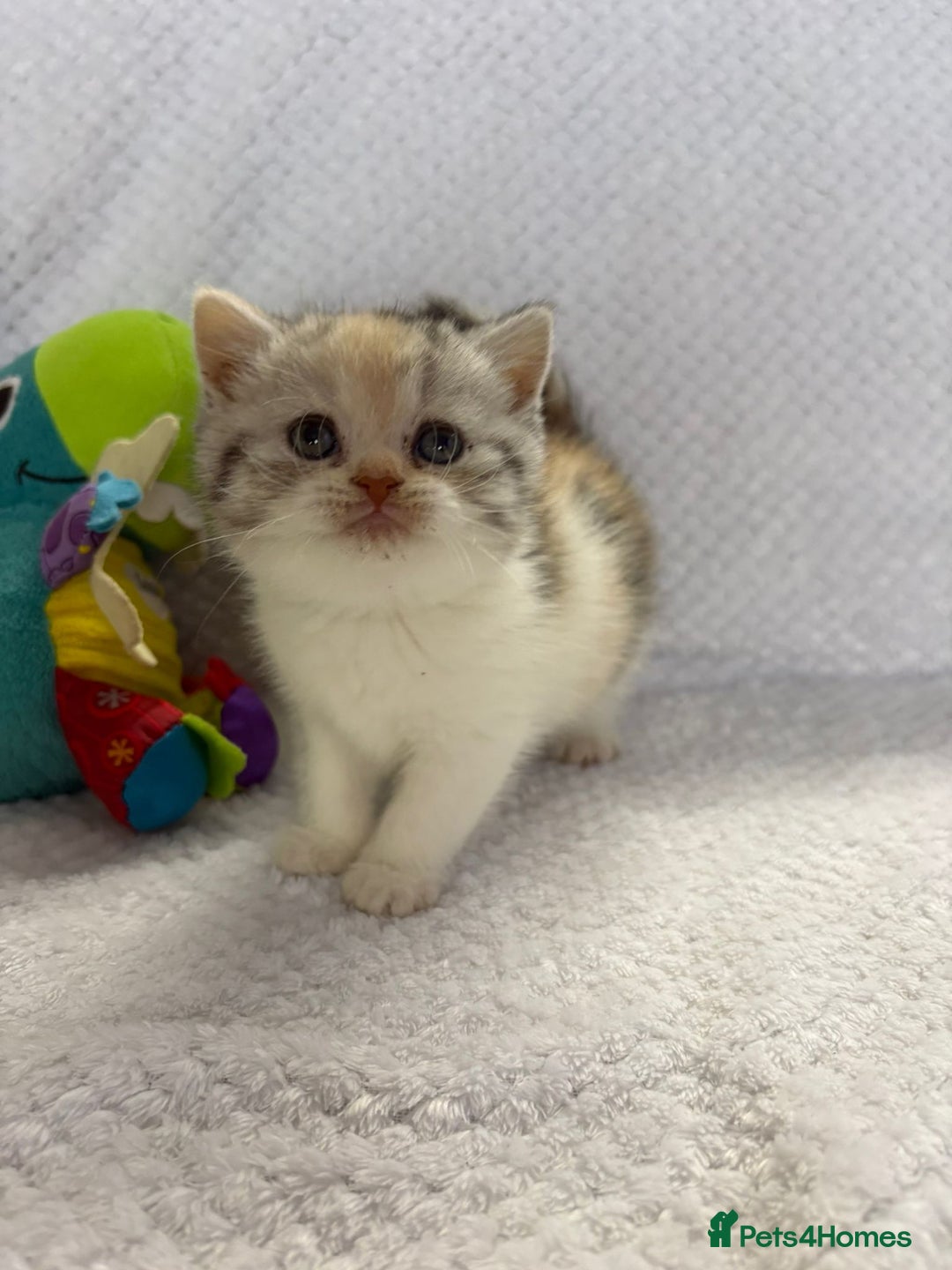 British Shorthair cats for sale: Gorgeous British shorthairs - Image 1