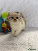 British Shorthair cats - Advert 6