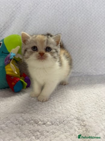 British Shorthair cats - Advert 8