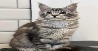 Maine Coon cats - Advert 10