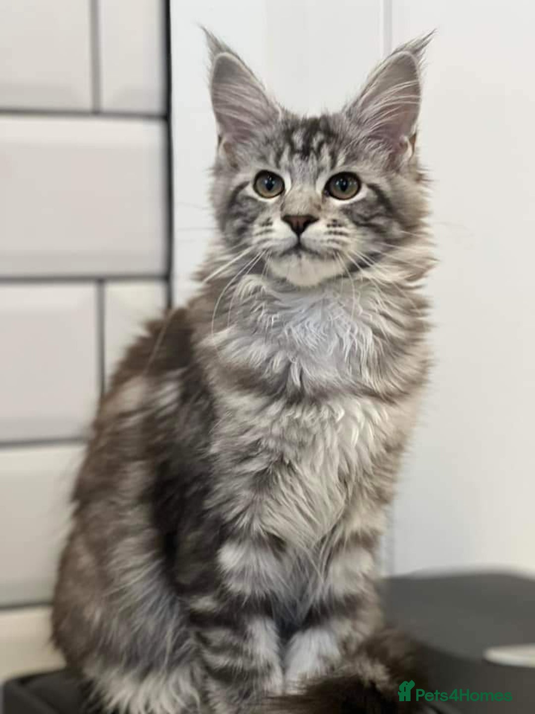 Maine Coon cats for sale: Maine Coon Kittens - Image 2