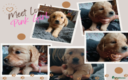 Golden Retriever dogs for sale: 🐾 Golden Retriever Puppies – Ready Soon! 🐾 - Image 5