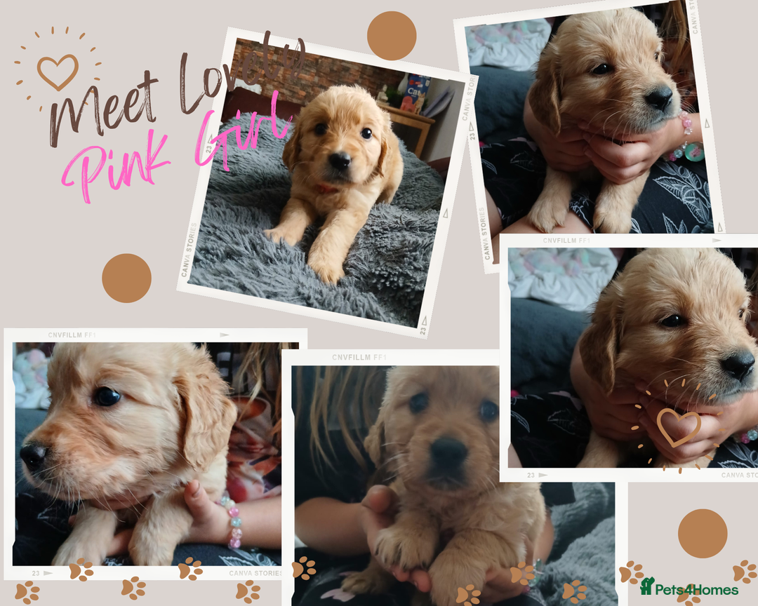 Golden Retriever dogs for sale: 🐾 Golden Retriever Puppies – Ready Soon! 🐾 - Image 5