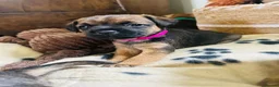 Border Terrier dogs for sale: KC Registered & SLEM Clear Border Terriers - Advert 8