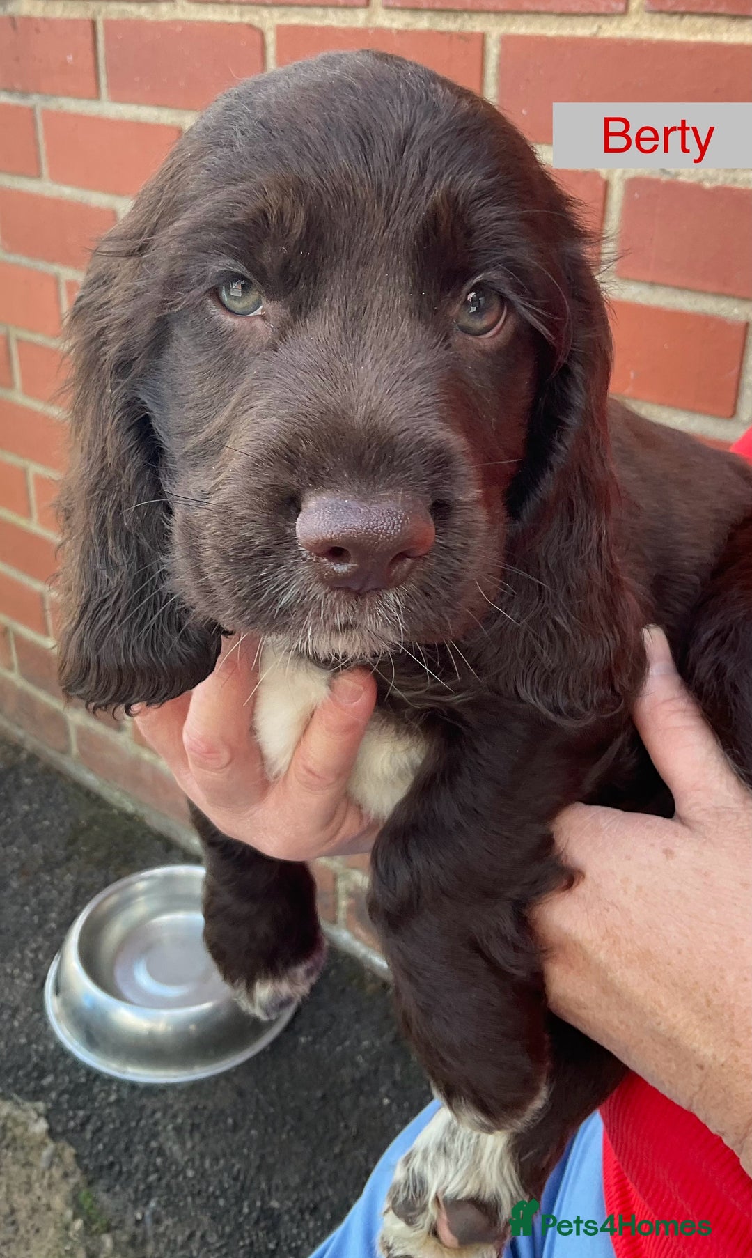 Sprocker dogs for sale: Sprockers 3/4 Cocker spaniel puppies for sale - Image 18