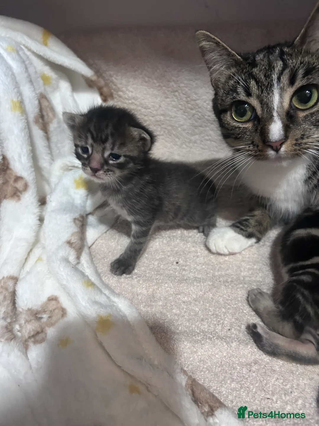 Mixed Breed cats for sale: Beautiful kittens in Weston-super-Mare - Advert 2