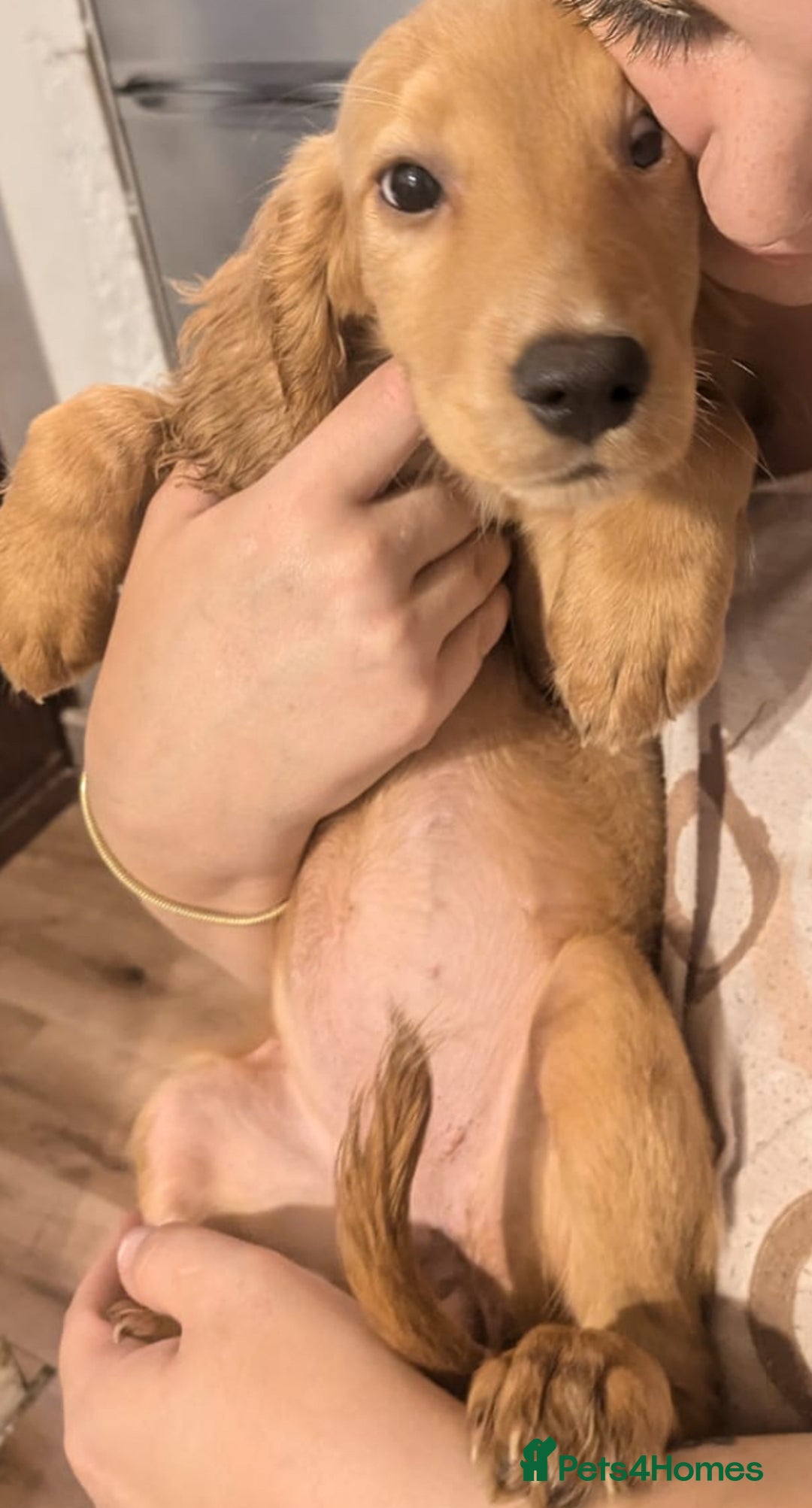 Cocker Spaniel dogs for sale: READY TO LEAVE 5 Golden Show Cocker Spaniels!  in Stanley - Image 7